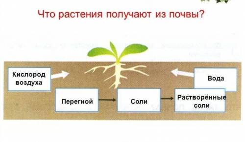 Какие вещества растения могут самостоятельно получать из почвы