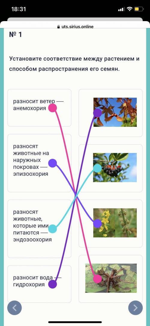 Установите соответствие между растением и распространения его семян.