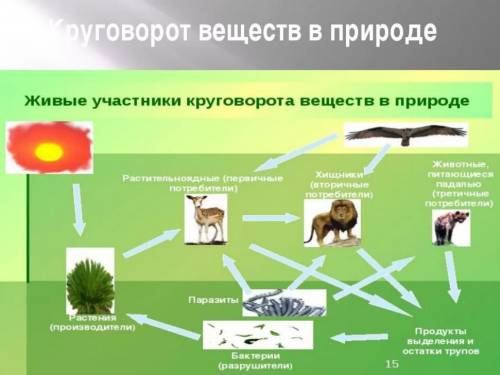 1. Производители пищи, 2. Потребители пищи, 3. Разлагатели, 4. Круговорот веществ в природе биология