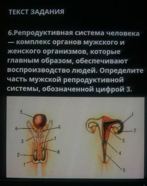 .Репродуктивная система человека — комплекс органов мужского иженского организмов, которыеглавным об