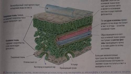 Укажи три при листа к фотосинтезу по этому фото.