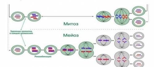 Обратите внимание на картинку. Опишите сходства, различия и биологическое значение процесса митоза и