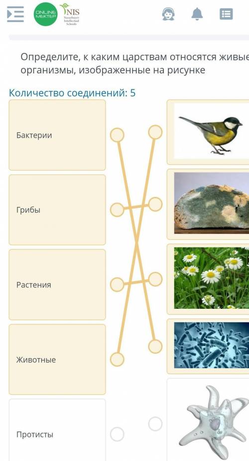Определите, к каким царствам относятся живые организмы, изображенные на рисункеКоличество соединений
