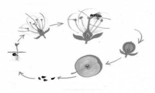 На рисунке показан жизненный цикл яблони. Нарисуйте рисунок в тетрадь и определите этапы развития. I
