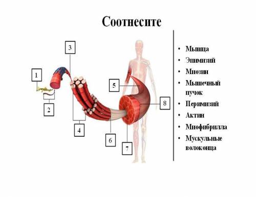 Выберите из столбца справа и подпишите части мышцы