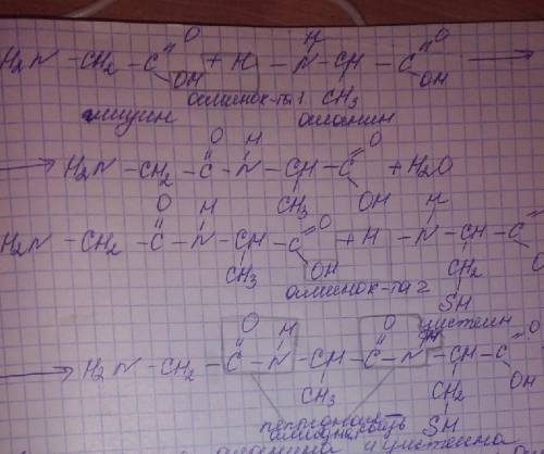 Надо ещё показать связи между пептидами​