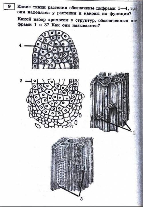 Какие ткани растения обозначены цифрами 1-4, где они находятся у растений и какие функции выполняют?