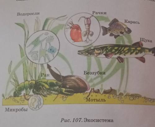 Задание 4. На рис. 107 представлена экосистема. Назови эту экосистему.Дай ей характеристику по плану