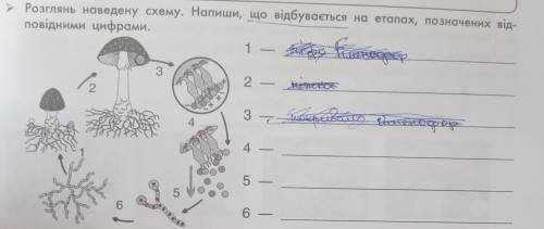 Напиши, що відбувається на етапах, позначених відповідними цифрами.