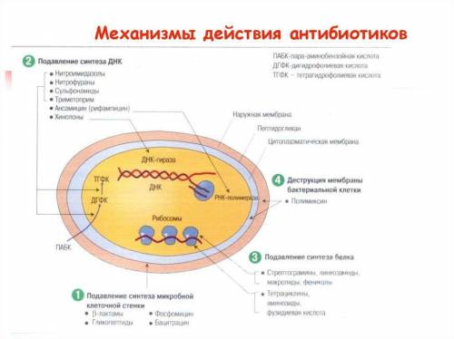 Механизм бактериостатического и бактерицидного действия антибиотиков на микробную клетку.