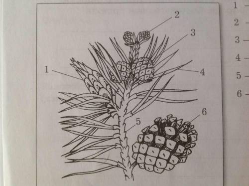 Структура сосны открытого типа на картинке идентифицирует части, обозначенные цифрами 1,2,3,4,5,6.