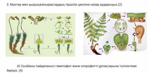 Прокомментируйте потомство гаметофита и спорофита, используя схему​