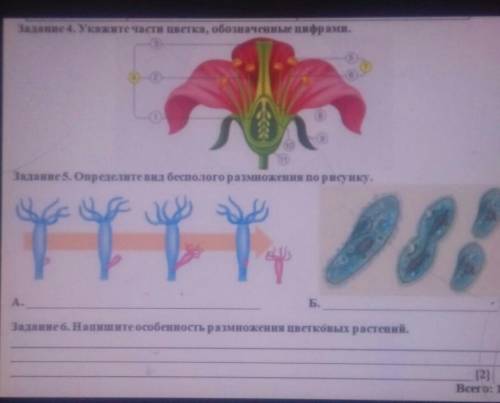 Задание 4. Укажите части цветка, обозначенные дифрами. [3]11Задание 5. Определите вид беспoлoго разм