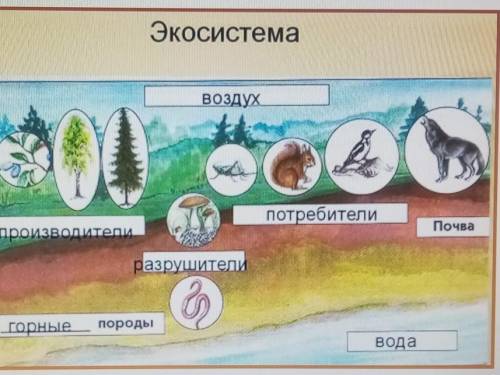 1. На рисунке представлена экосистема.А) Используя данные нарисунке, составьтеэкологическую пирамиду