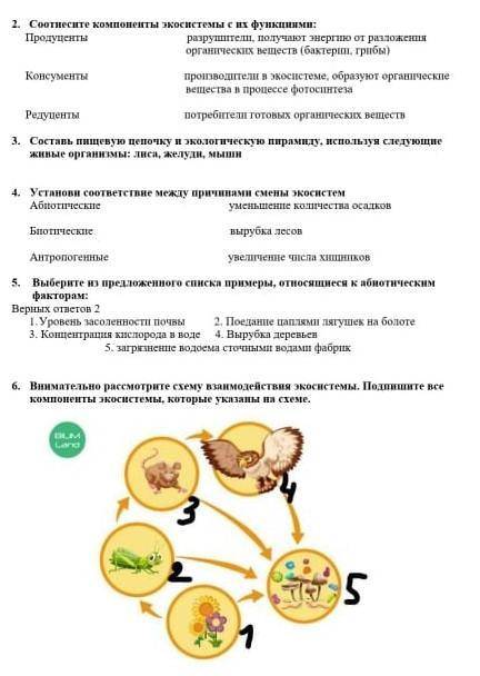 1) Подпишите компоненты пищевой цепи Укажите на схеме трава, кузнечик, ящерица, бактерии, 7)На рисун