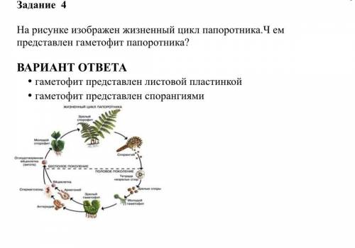 На рисунке изображен жизненный цикл папоротника.Чем представлен гаметофит папоротника?