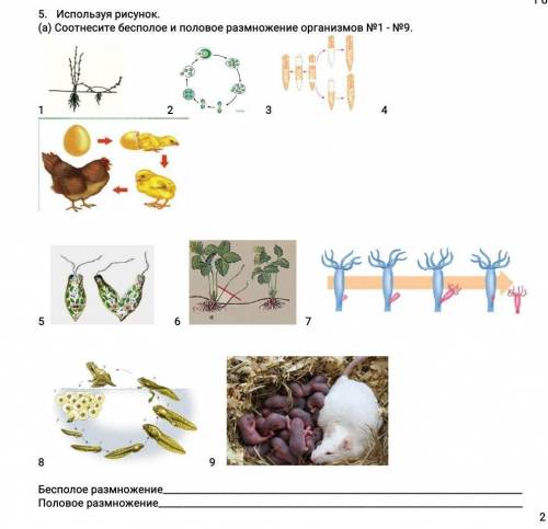 Соотнесите бесполое и половое размножение организмов №1 - №9. 1 2 3 4 5 6 7 8 9 Бесполое размножение