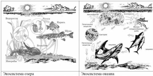 Сравните многообразие живых организмов и абиотические факторы в экосистемах озера и океана. (4 б) Сх