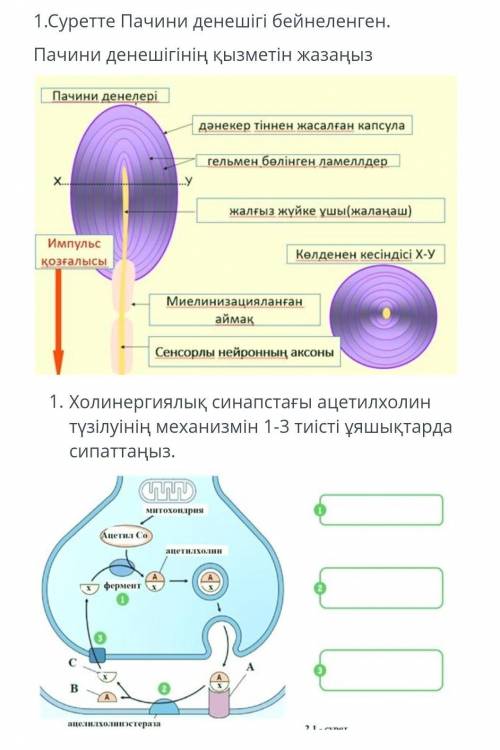 Суретте Пачини денешесі бейнеленген. Пачини денешесінің қызметін жазыңыз.​