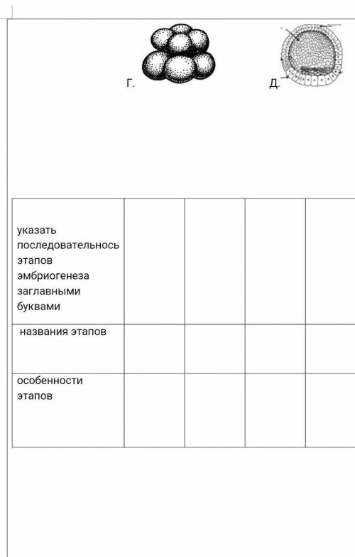 Распределите данные изображения рисунков основных этапов эмбриогенеза последовательно друг за другом