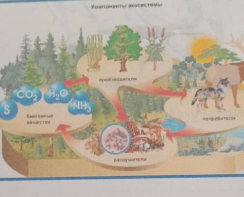 Компоненты экосистемы 1. На рисунке представлена экосистема.А) Используя данные на рисунке, составьт