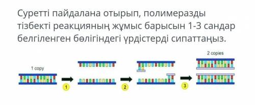 суретті пайдаланып отырып,полимеразды тізбекті реакцияның жұмыс барысын 1-3 сандар белгіленген бөліг