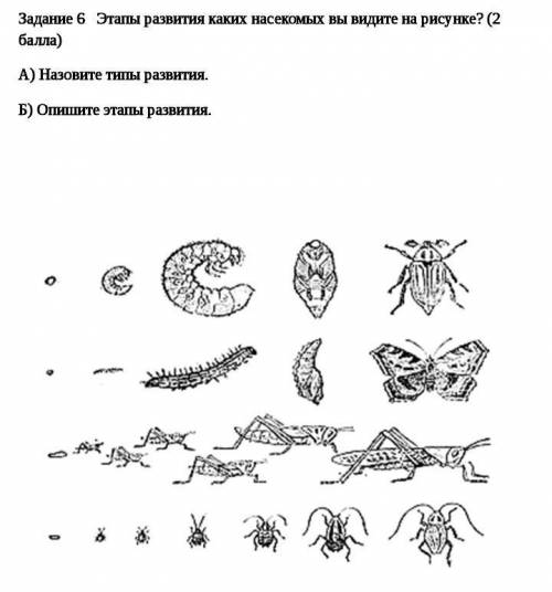 Можете назвать A и B и сказать что за насекомое на самом внизу? ​