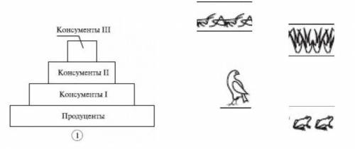 1. (а) Соотнесите в экологическую пирамиду продуцентов и консументов по уровням. 1. (b) Определи пер