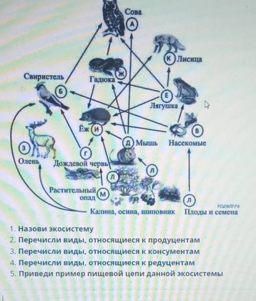 ТЕКСТ ЗАДАНИЯ На рисунке изображена экосистемаСова(0)(к)ЛисицаСвиристель,ГадюкаEЛягушкаЁж(Д) мышьНас