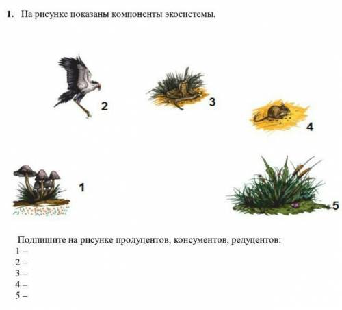 На рисунке показаны компоненты подпишите на рисунке продуценты, консуметы, редуценты​