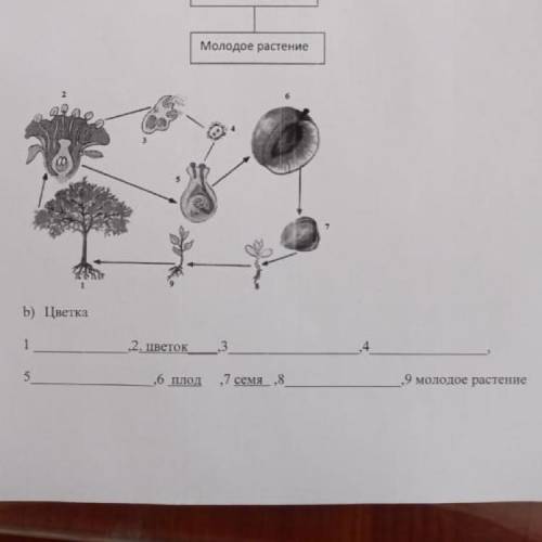 Допишите особенности Жизненного цикла цветка