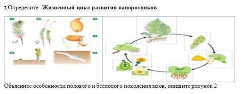 Определите . Жизненный цикл развития папоротников.Объясните особенности полового и бесполого поколен