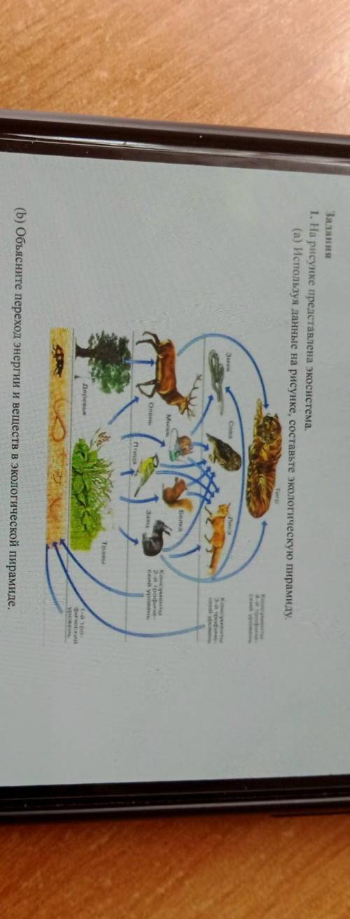 Задания 1. На рисунке представлена экосистема.(а) Используя данные на рисунке, составьте экологическ