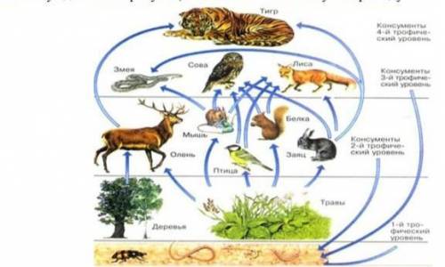 На рисунке представлена экосистема. (a) Используя данные на рисунке, составьте экологическую пирамид