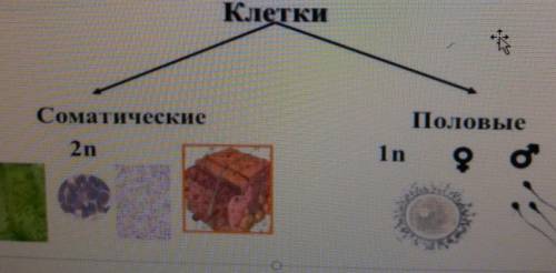 Задание 3 (а) На рисунке изображена схема классификации клеток организмов.Опишите, как по количеству