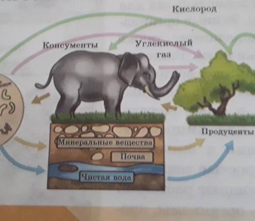 Используя схему, расскажите, какие неорганические вещества входят в эко. систему. Кто в экосистеме и