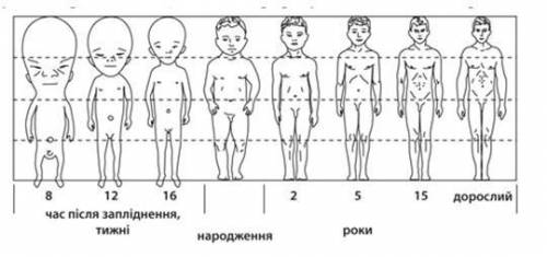 Вопрос №1 ? В какую фазу цикла происходит отторжение слизистой оболочки матки?ПредменструальнаяОвуля