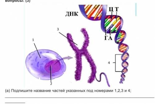 Подпишите название частей указанных под номерами 1,2,3 и 4 ​