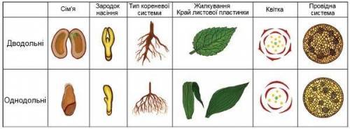 ￼￼назвіть класи відділу покрито насінних