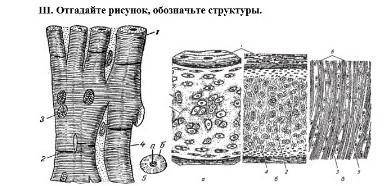 не ради а по человечески отгадайте рисунок, обозначьте структуры