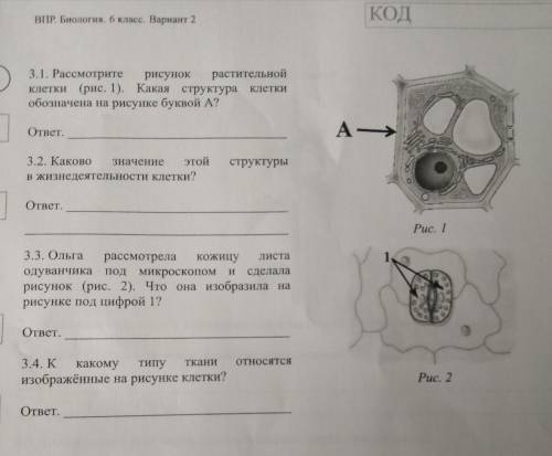 Умоляю . 3.1 рассмотрите рисунок растительной клетки (рис.1). какая структура клетки обозначена на р