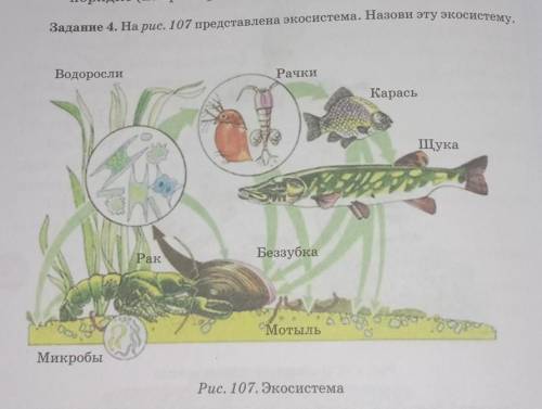 Задание 4. На рис. 107 представлена экосистема. Назови эту экосистему. ВодорослиРачкиКарасьЩукаБеззу