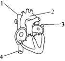На рисунке изображено сердце и крупные кровеносные сосуды человека. Какие это сосуды и какая кровь п