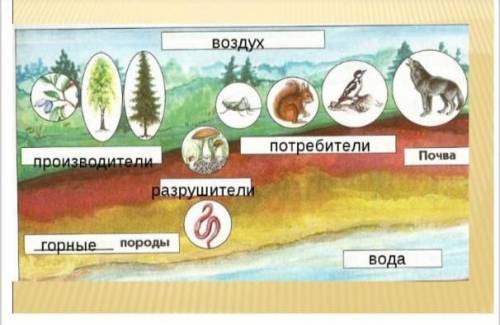 Составьте пищевую цепь по рисунку.