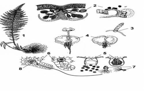 На рисунке изображен жизненный цикл папоротник назовите их​