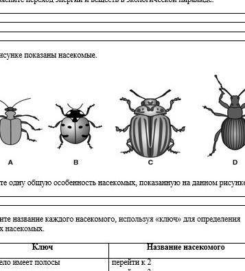 Сор по ествознанию 2 задание определите общую особенность​