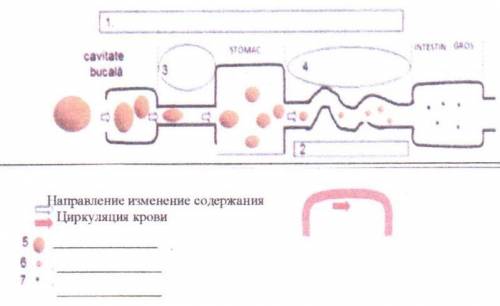 Проанализируй схему. ответь на вопросы а-в. а) Напротив цифр в схеме (1-2, 5-7) впиши термины: всасы