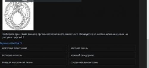 выбери три rакие ткани и органы позвоночного животного образуются из клеток обозначенных на рисунке