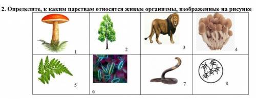 Определите, к каким царствам относятся живые организмы, изображенные на рисунке​