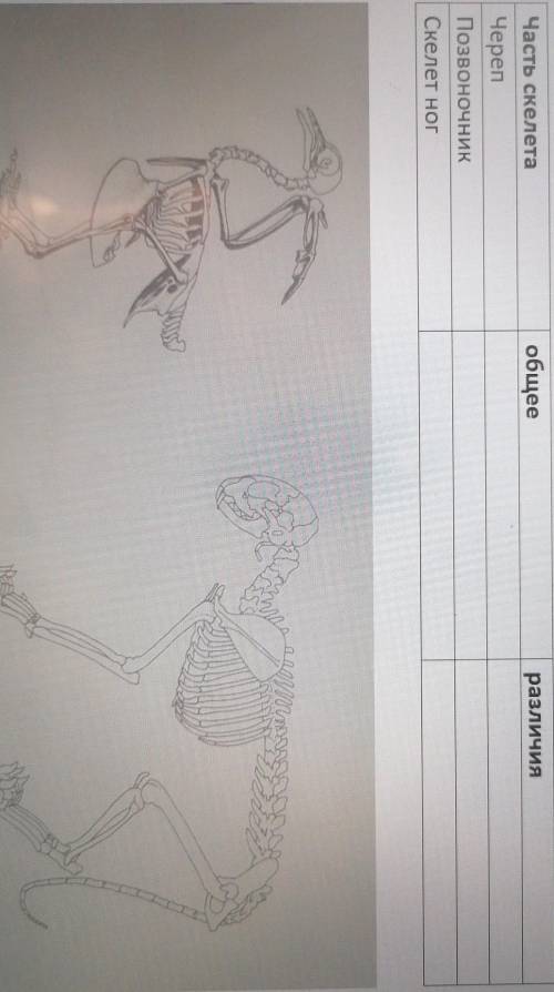 Сравни скелеты птицы и кошки, изображенные на рисунке. ​